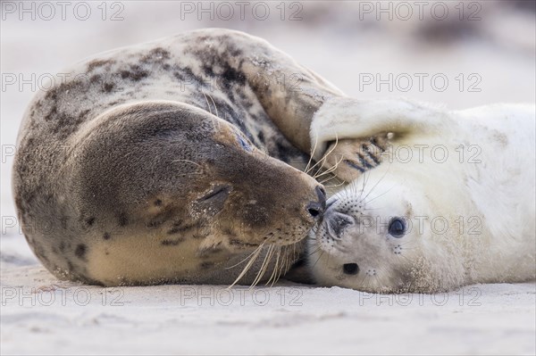 Grey Seal