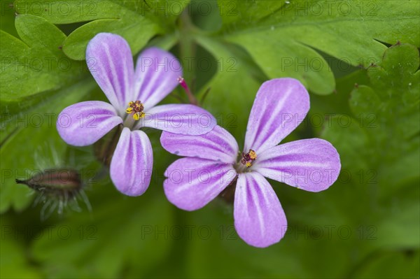 Herb Robert