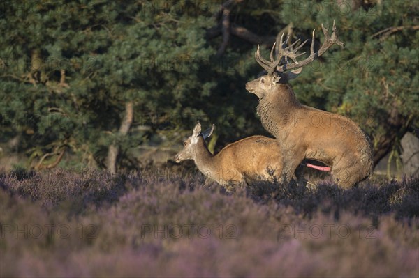 Red deer