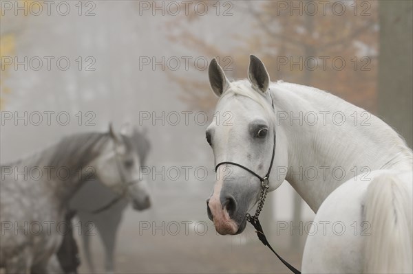 Arabian thoroughbred