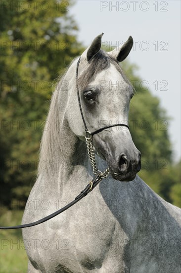 Arabian thoroughbred