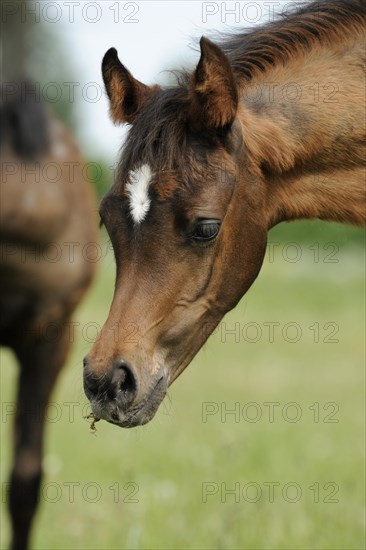 Arabian thoroughbred