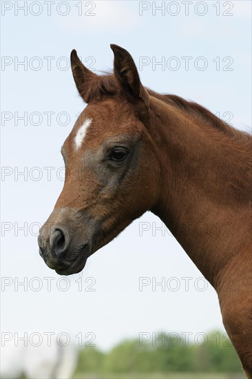 Arabian thoroughbred