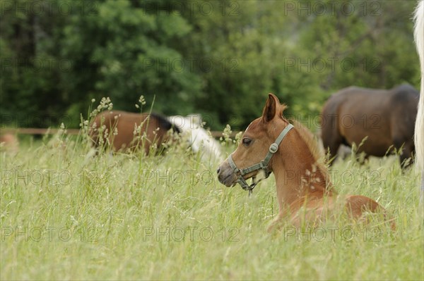 Arabian thoroughbred