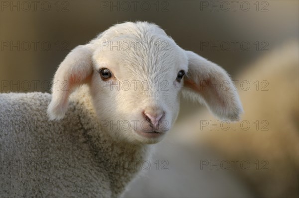 Domestic sheep