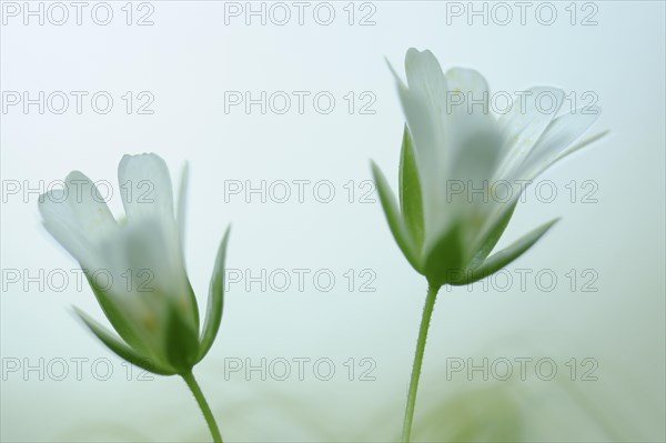 Great stitchwort