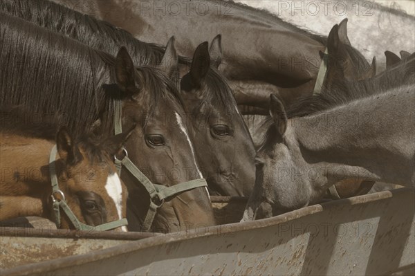 Arabian thoroughbred and Anglo-Arabian