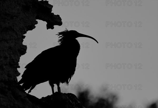 Northern bald ibis