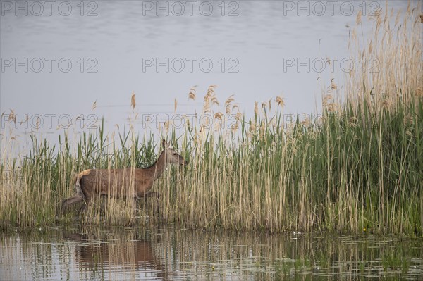 Red deer