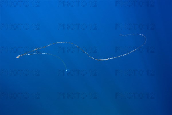 Chain of salps floating in the sea