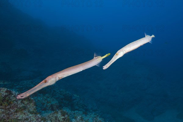 Trumpetfish