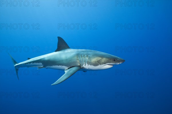 Great white shark