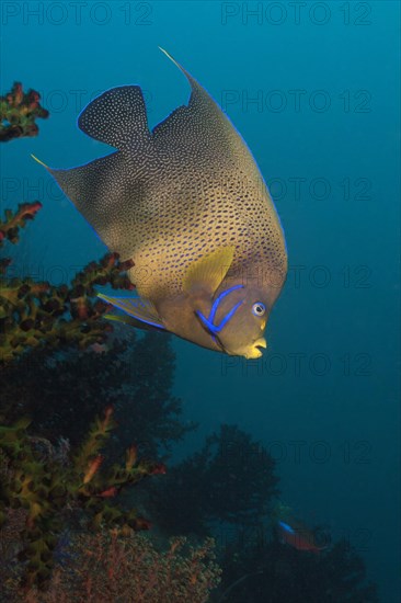 Semicircular angelfish