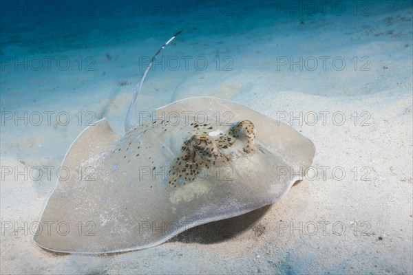 Kuhl's stingray