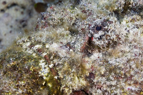 Reef stonefish