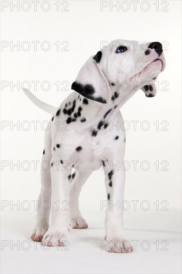 Dalmatian