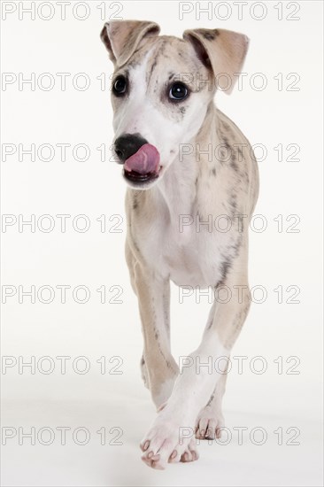 Whippet