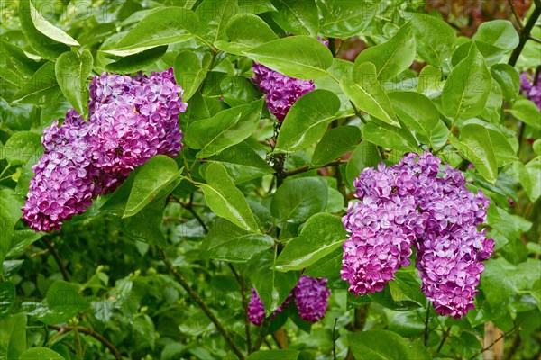 Common Lilac