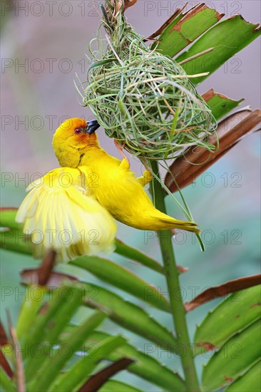 Eastern Golden Weaver