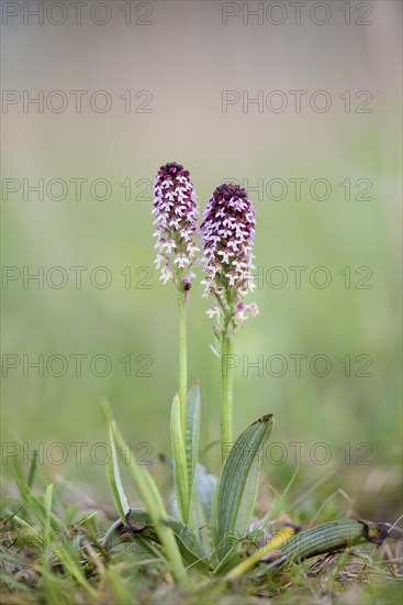 Early fire orchid