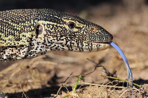 Nile monitor