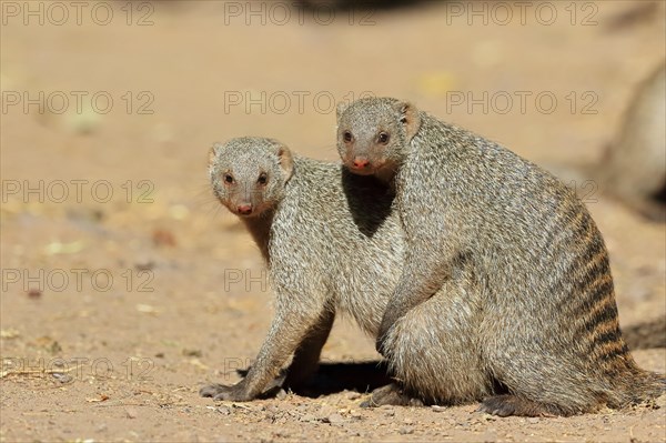 Banded mongoose