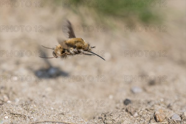 Large bee fly