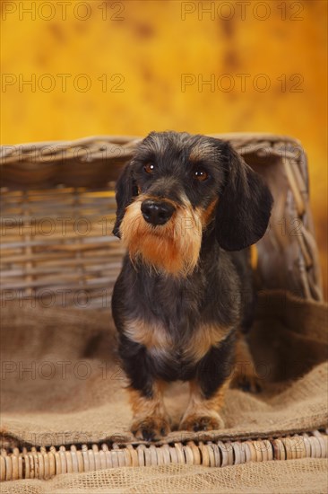 Dwarf grey hair dachshund