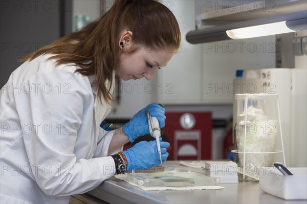 Student of the faculty of biology at the University of Duisburg-Essen during research work pipetting