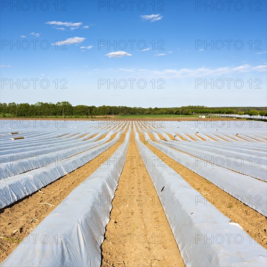 Asparagus field