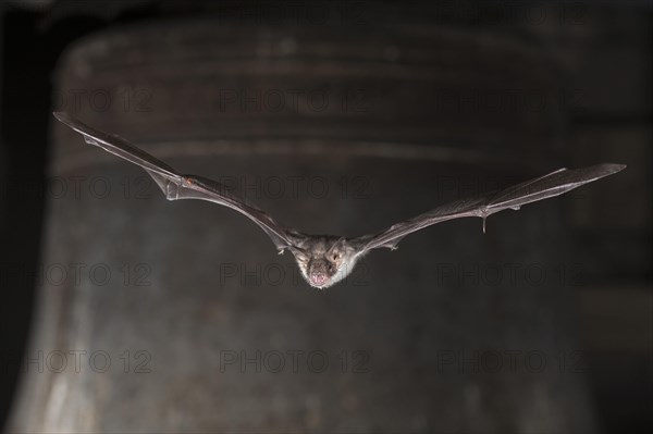 Greater mouse-eared bat