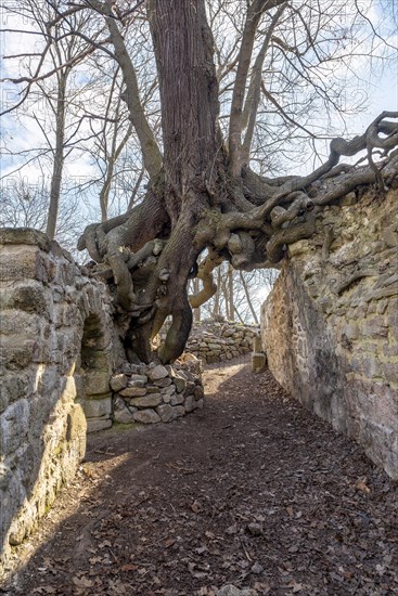 Root network of a winter lime