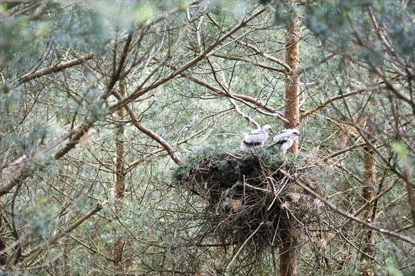 Northern goshawk