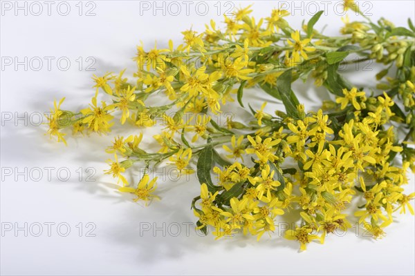 Goldenrod