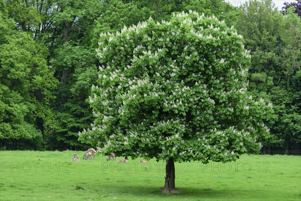 Flowering chestnut