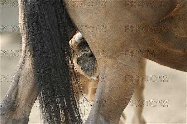 Arabian thoroughbred