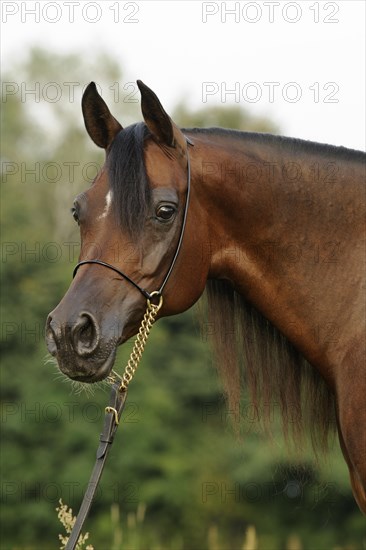 Arabian thoroughbred