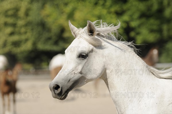 Arabian thoroughbred