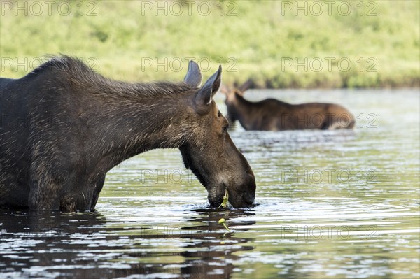 American elk