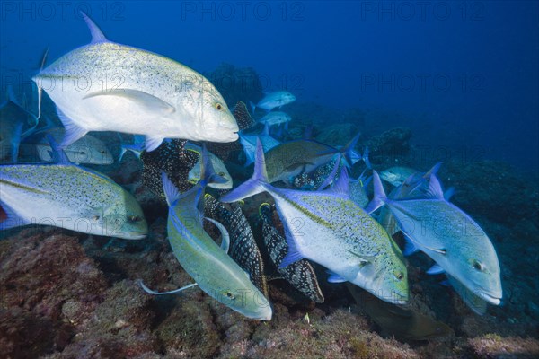 Bluefin trevally