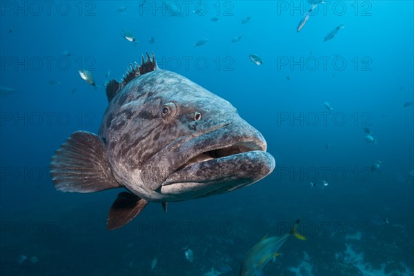 Potato Grouper