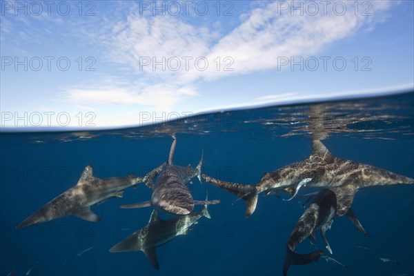 Blacktip Sharks