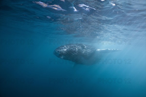 Humpback whale