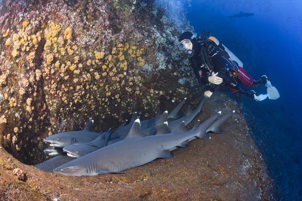 Whitetip Reef Shark