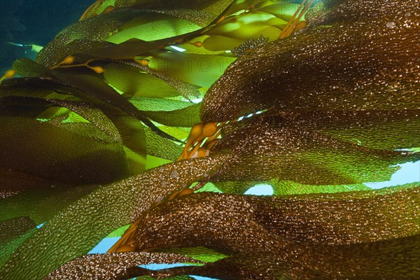 Giant Kelp Forest