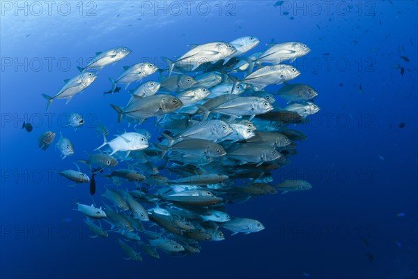 Shoal of bigeye spiny dogfish