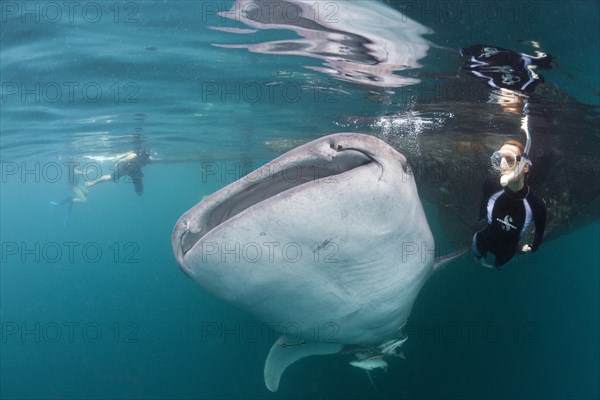 Whale shark