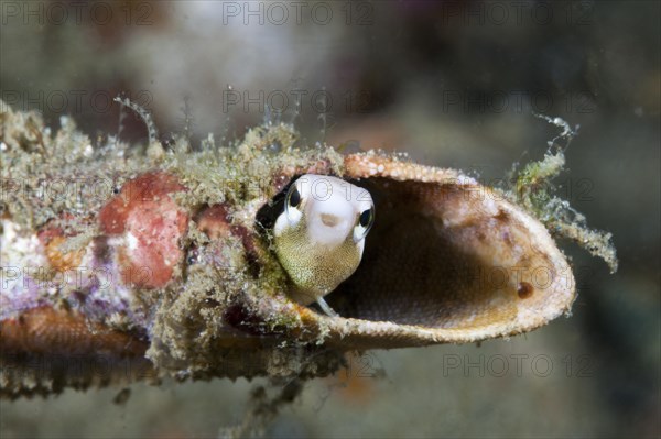 Mimicry sabre-tooth blenny