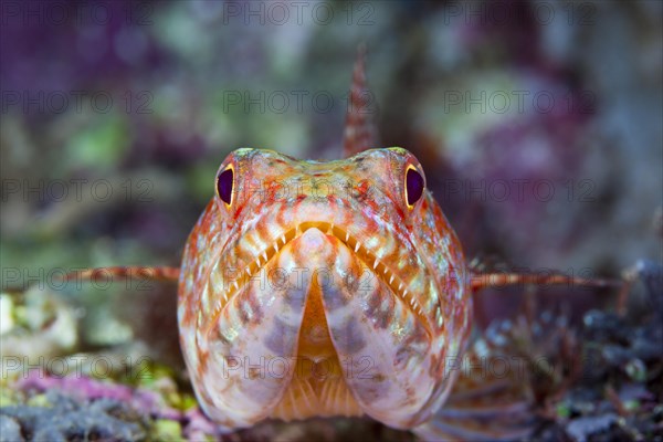 Variegated lizardfish