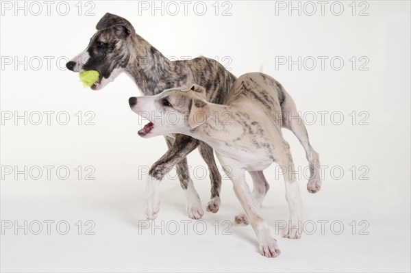 Whippet